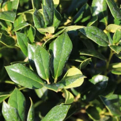 Needlepoint Holly 8 Needlepoint Holly -Garden Oasis Needlepoint Holly 4