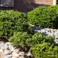 Needlepoint Holly 9 Needlepoint Holly -Garden Oasis Needlepoint Holly 5