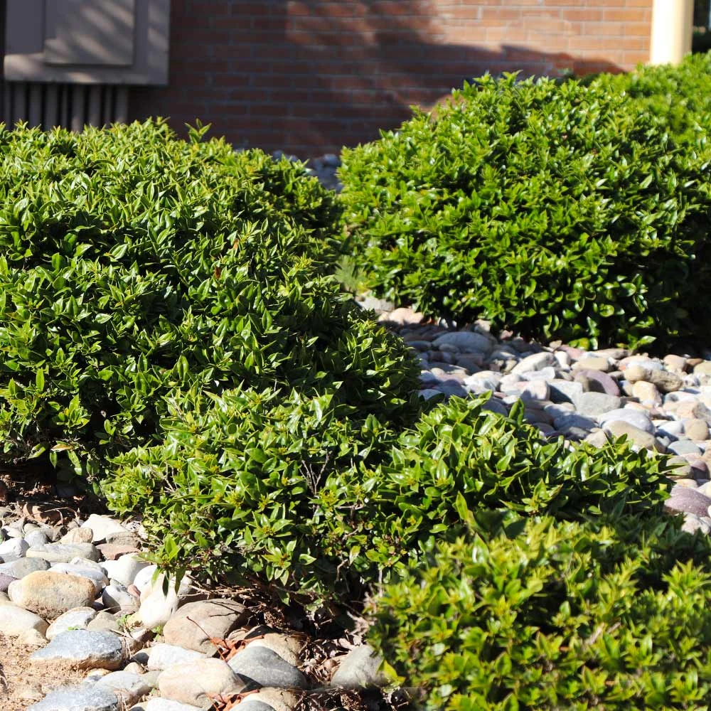 Needlepoint Holly 5 Needlepoint Holly - Image 5