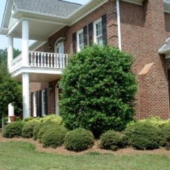 Nellie Stevens Holly -Garden Oasis Nellie Stevens Holly 4 FGT