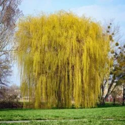 Niobe Golden Weeping Willow -Garden Oasis Niobe weeping willow 1