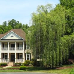 Niobe Golden Weeping Willow -Garden Oasis Niobe weeping willow 3