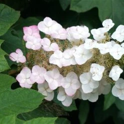 Oakleaf Hydrangea Shrub -Garden Oasis OAKLEAF FGT THUMB a396bc6d 9d3c 49ac 82c6 f1db3d28bb3d