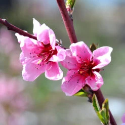Indian Free White Peach Tree -Garden Oasis OHenry Peach 1 a8c9af02 394c 42ec 8c32 10aa2bbdcc4b