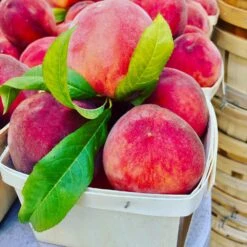 O'Henry Peach Tree -Garden Oasis OHenry Peach 3