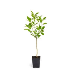 Calamondin Tree -Garden Oasis ORG CAL 12 1QT