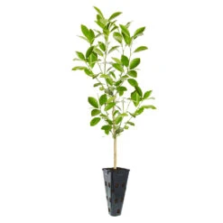 Calamondin Tree -Garden Oasis ORG CAL 23 C