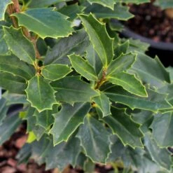 Oak Leaf™ Holly Tree -Garden Oasis Oak Leaf Holly 3