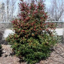 Oak Leaf™ Holly Tree -Garden Oasis Oak Leaf Holly 4