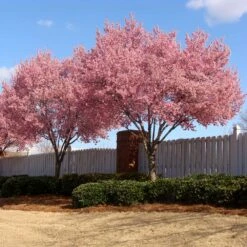 Okame Cherry Tree 11 Okame Cherry Tree -Garden Oasis Okame Cherry 02 FGT