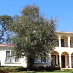 Oliana Olive Tree -Garden Oasis Oliana Olive 2