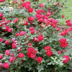 Oso Easy® Double Red Rose -Garden Oasis Oso Double Red Rose 1