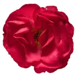 Oso Easy® Double Red Rose -Garden Oasis Oso Double Red Rose 3