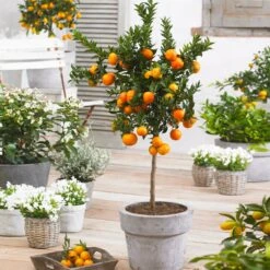 Front Page -Garden Oasis Owari Satsuma Mandarin 1 4470a351 44f9 43a5 a430 526c25aee429