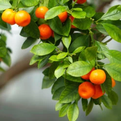 Owari Satsuma Mandarin Tree - USDA Organic -Garden Oasis Owari Satsuma Mandarin 3 5ad26f0d 36bb 4190 a2a3 1cf6d76e8b3b