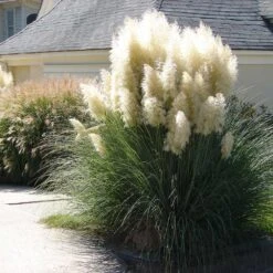 Pampas Grass 5 Pampas Grass -Garden Oasis Pampas Grass 4 FGT