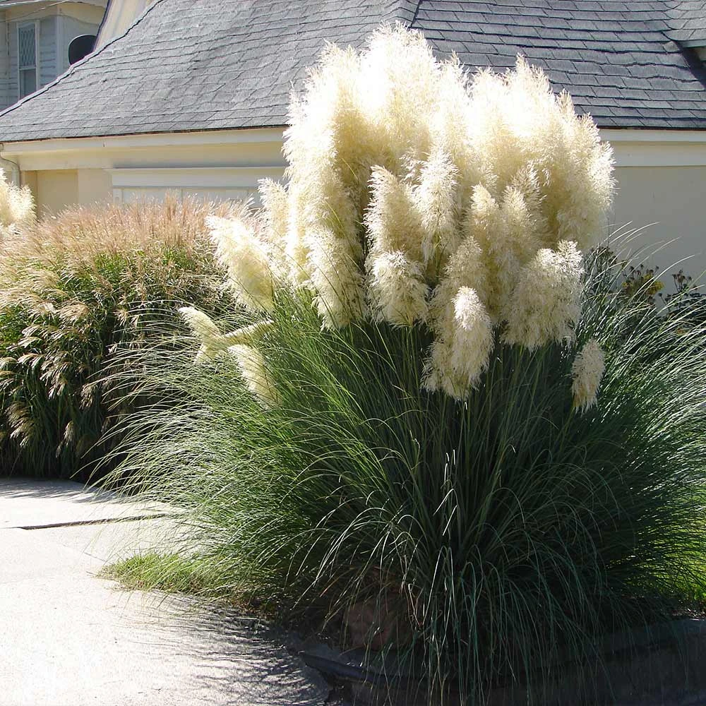 Pampas Grass 3 Pampas Grass - Image 3