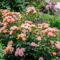 Peach Drift® Rose -Garden Oasis Peach Drift Rose 2 FGT