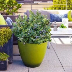 Bushel And Berry® Peach Sorbet™ Blueberry Bush 10 Bushel And Berry® Peach Sorbet™ Blueberry Bush -Garden Oasis Peach Sorbet BLueberry 2 FGT