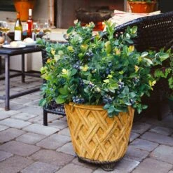 Bushel And Berry® Peach Sorbet™ Blueberry Bush 12 Bushel And Berry® Peach Sorbet™ Blueberry Bush -Garden Oasis Peach Sorbet BLueberry 3 BB