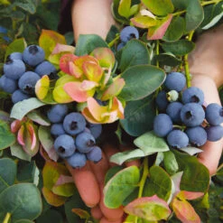 Bushel And Berry® Peach Sorbet™ Blueberry Bush 9 Bushel And Berry® Peach Sorbet™ Blueberry Bush -Garden Oasis Peach Sorbet BLueberry 7