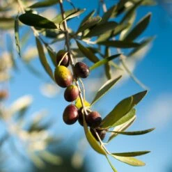 Pendolino Olive Tree -Garden Oasis Pendolino Olive