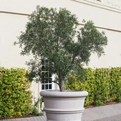 Pendolino Olive Tree -Garden Oasis Pendolino Olive FGT 2