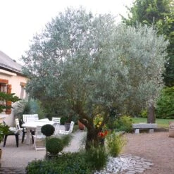 Pendolino Olive Tree -Garden Oasis Pendolino Olive FGT 3