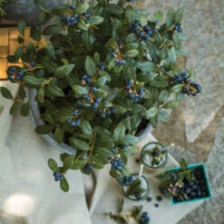 Bushel And Berry® Perpetua Blueberry 9 Bushel And Berry® Perpetua Blueberry -Garden Oasis Perpetua Blueberry 1 FGT