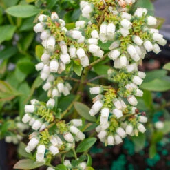 Bushel And Berry® Perpetua Blueberry 10 Bushel And Berry® Perpetua Blueberry -Garden Oasis Perpetua Blueberry 3