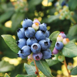 Bushel And Berry® Perpetua Blueberry 8 Bushel And Berry® Perpetua Blueberry -Garden Oasis Perpetua Blueberry 6 FGT