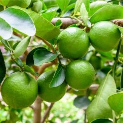 Persian 'Bearss' Lime Tree -Garden Oasis Persian Lime Tree 5 FGT