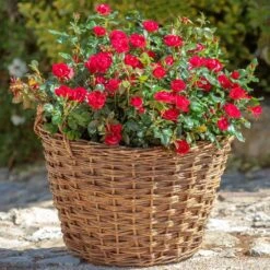 Petite Knock Out® Rose -Garden Oasis Petite Red Knockout Rose2 FGT