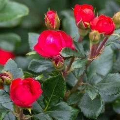 Petite Knock Out® Rose -Garden Oasis Petite Red Knockout Rose3
