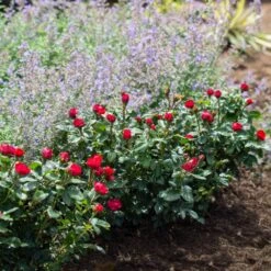 Petite Knock Out® Rose -Garden Oasis Petite Red Knockout Rose4