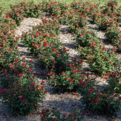 Petite Knock Out® Rose -Garden Oasis Petite Red Knockout Rose6