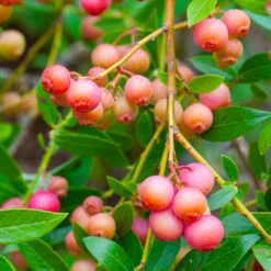Pink Lemonade Blueberry Bush 6 Pink Lemonade Blueberry Bush -Garden Oasis Pin Lemonade Blueberry 1 26802e0d 4603 49c8 8784 fb7544bea792