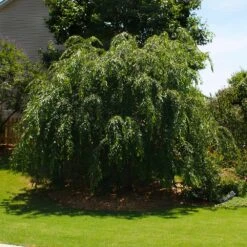 Pink Weeping Cherry Tree -Garden Oasis Pink Double Weeping Cherry 2