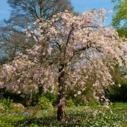 Pink Weeping Cherry Tree -Garden Oasis Pink Double Weeping Cherry 6 FGT