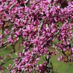 Pink Heartbreaker Redbud Tree -Garden Oasis Pink Heartbreaker Redbud 1