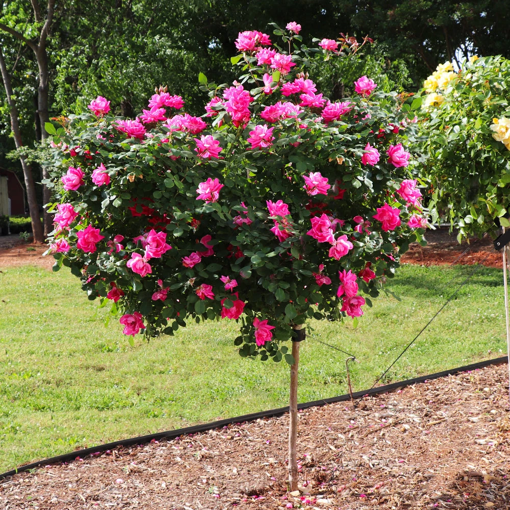 Pink Knock Out® Rose Tree 2 Pink Knock Out® Rose Tree - Image 2