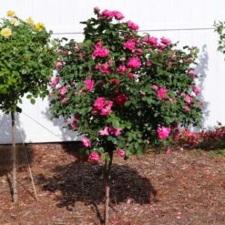 Pink Knock Out® Rose Tree 7 Pink Knock Out® Rose Tree -Garden Oasis Pink Knockout Rose Tree 2
