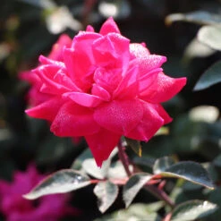 Pink Knock Out® Rose Tree 6 Pink Knock Out® Rose Tree -Garden Oasis Pink Knockout Rose Tree 3 FGT