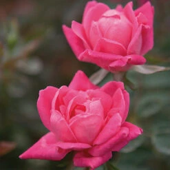 Double Pink Knock Out® Rose -Garden Oasis Pink Knockout Shrub 4 FGT
