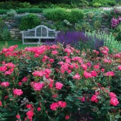 Double Pink Knock Out® Rose -Garden Oasis Pink Knockout Shrub 6