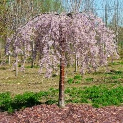 Pink Snow Showers™ Weeping Cherry Tree -Garden Oasis Pink Snow Showers Flowering Chery 1