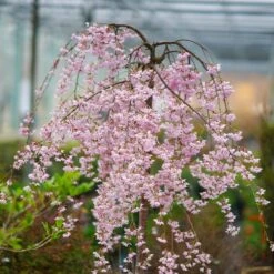 Pink Snow Showers™ Weeping Cherry Tree -Garden Oasis Pink Snow Showers Flowering Chery 2