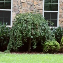 Pink Snow Showers™ Weeping Cherry Tree -Garden Oasis Pink Snow Showers Flowering Chery 4