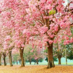 Front Page -Garden Oasis Pink Trumpet Tree 5