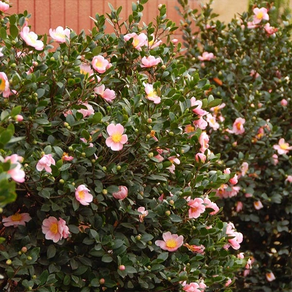 Pink-A-Boo® Camellia Shrub 1 Pink-A-Boo® Camellia Shrub